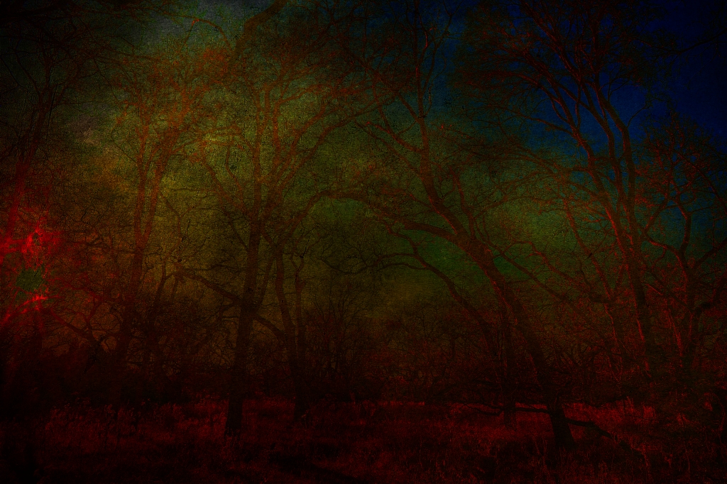 Fire in heart the woods
